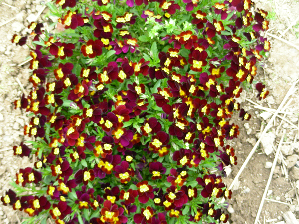 pansy in flower